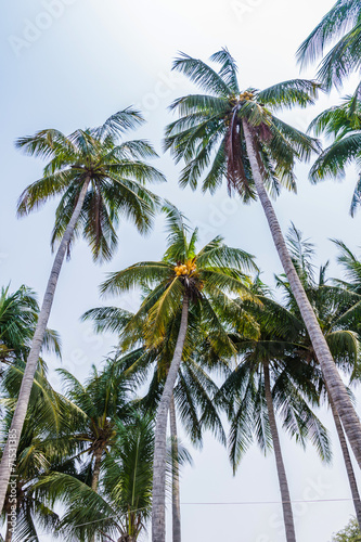 Palm trees with coconut on the beach.