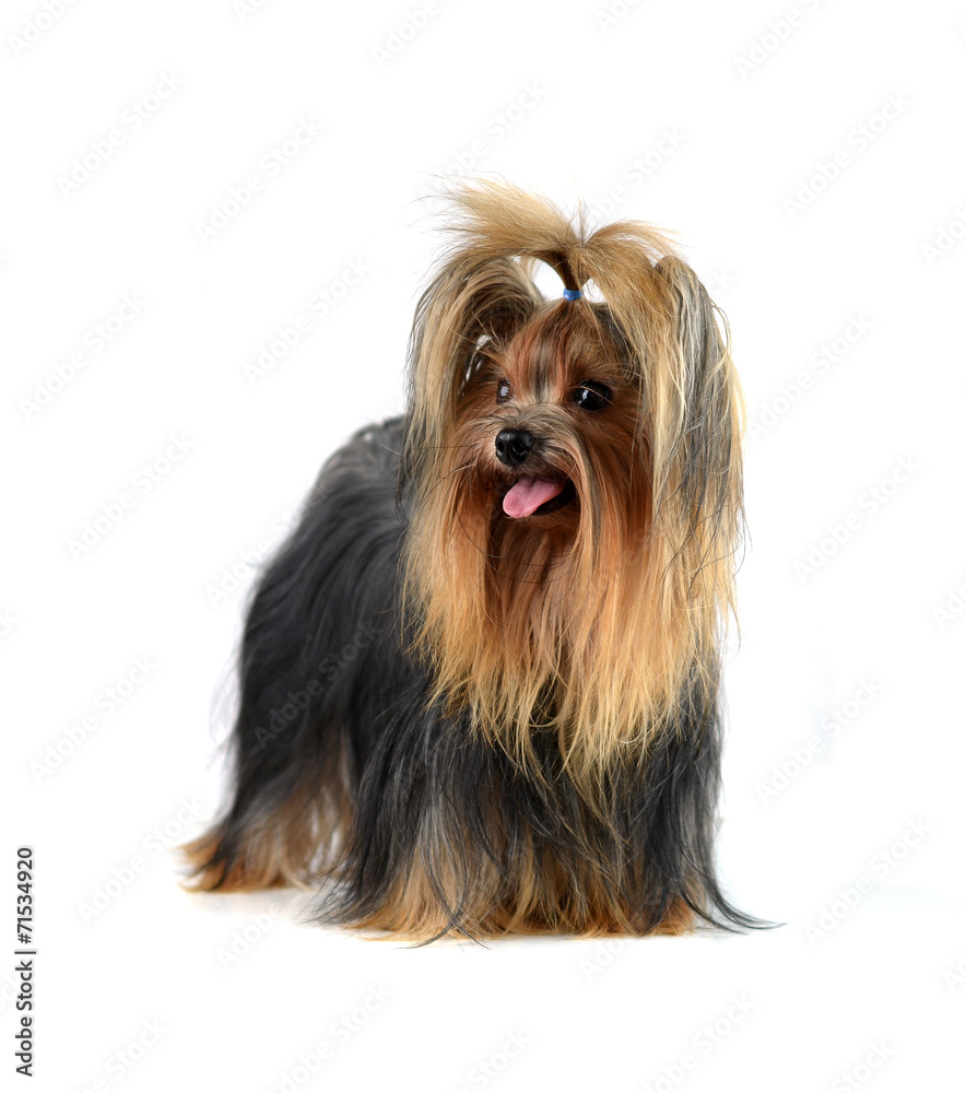 yorkshire terrier isolated on white yorkshire terrier isolated on white