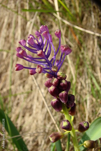 Inflorescence de Muscaris à houppe photo