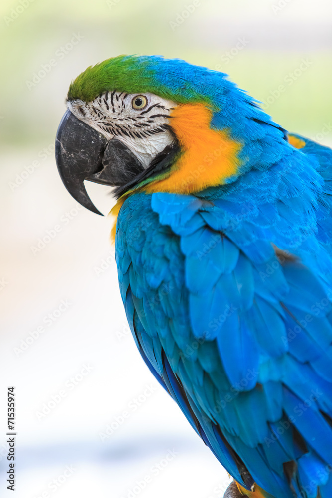 Macaw Isolated on white