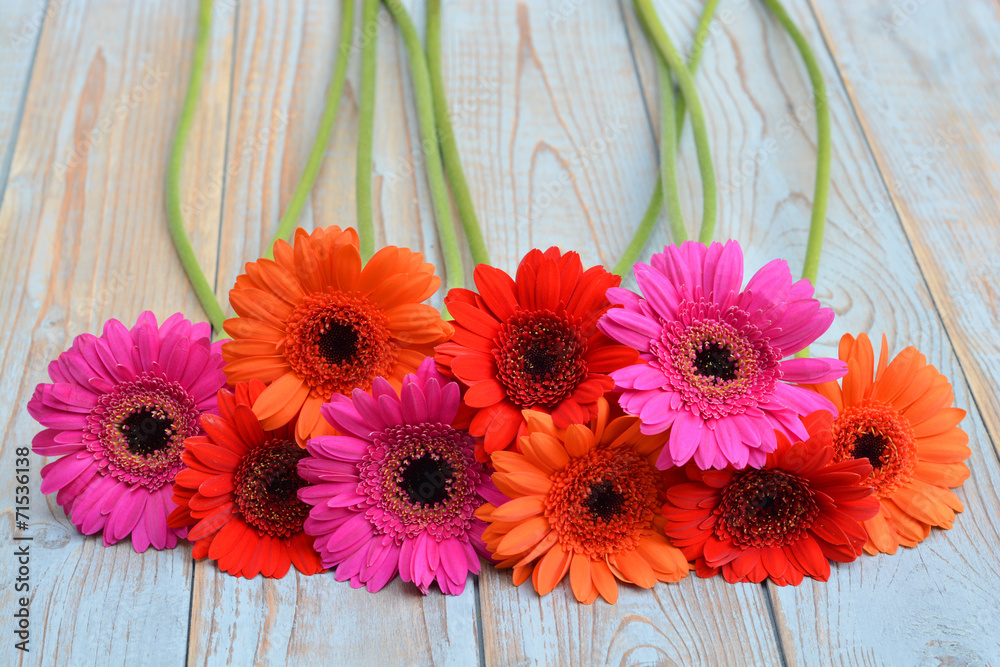 Obraz premium Mooie gekleurde Gerbera's