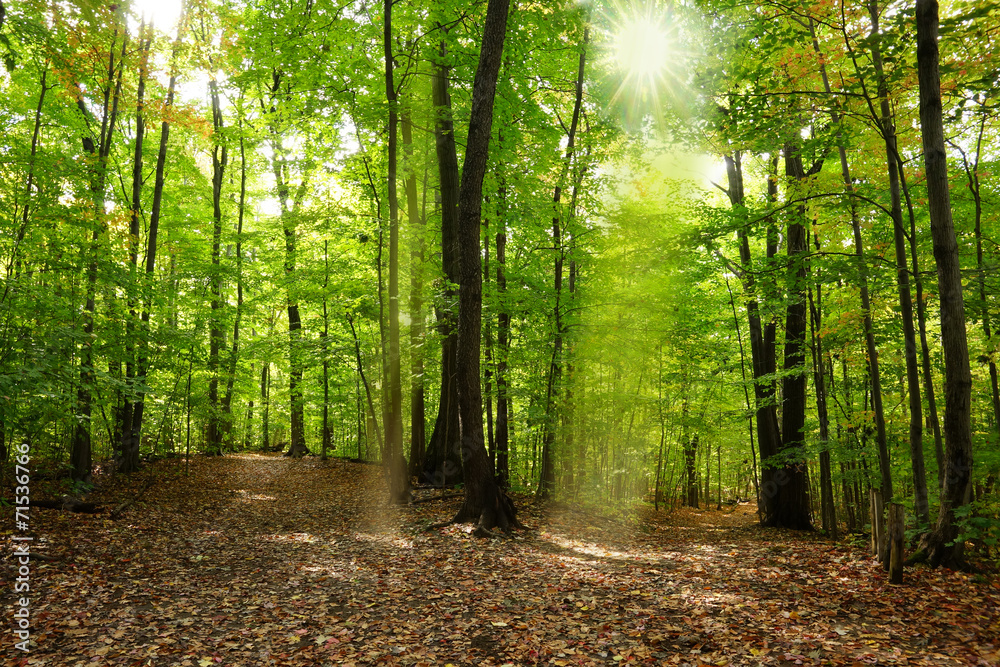 Naklejka premium Autumn in Quebec