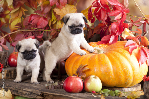 Fototapeta Naklejka Na Ścianę i Meble -  pug puppy in gnome hat