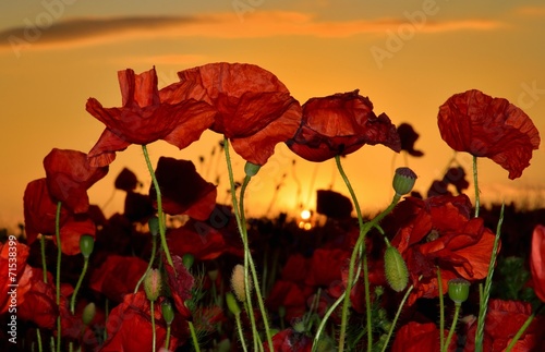 Fototapeta Naklejka Na Ścianę i Meble -  Mohn