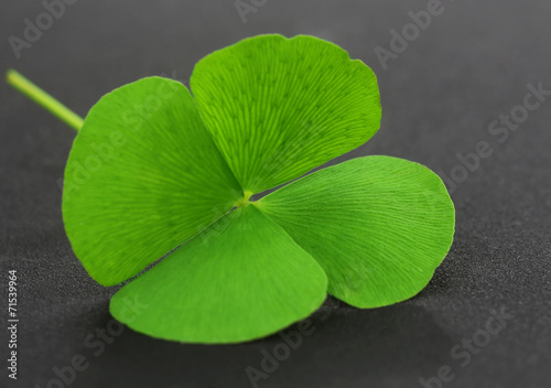 Clover leaf on gray surface