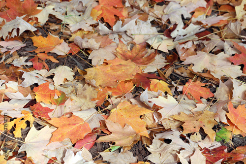 Leaves of the maple tree in the fall