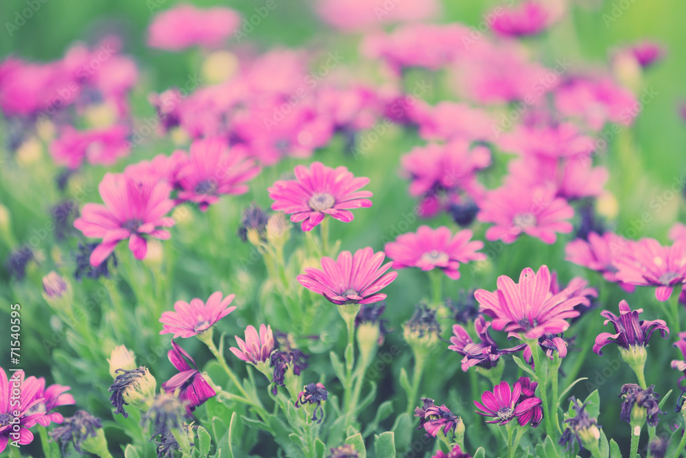 Obraz premium Beautiful flowers in garden