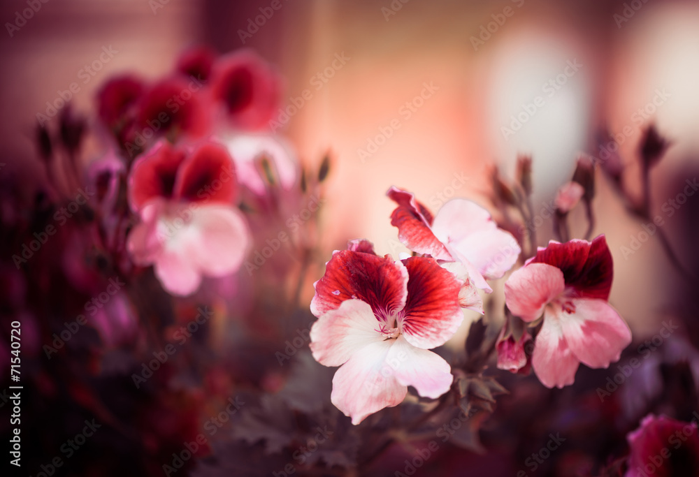 Obraz premium red fall flowers