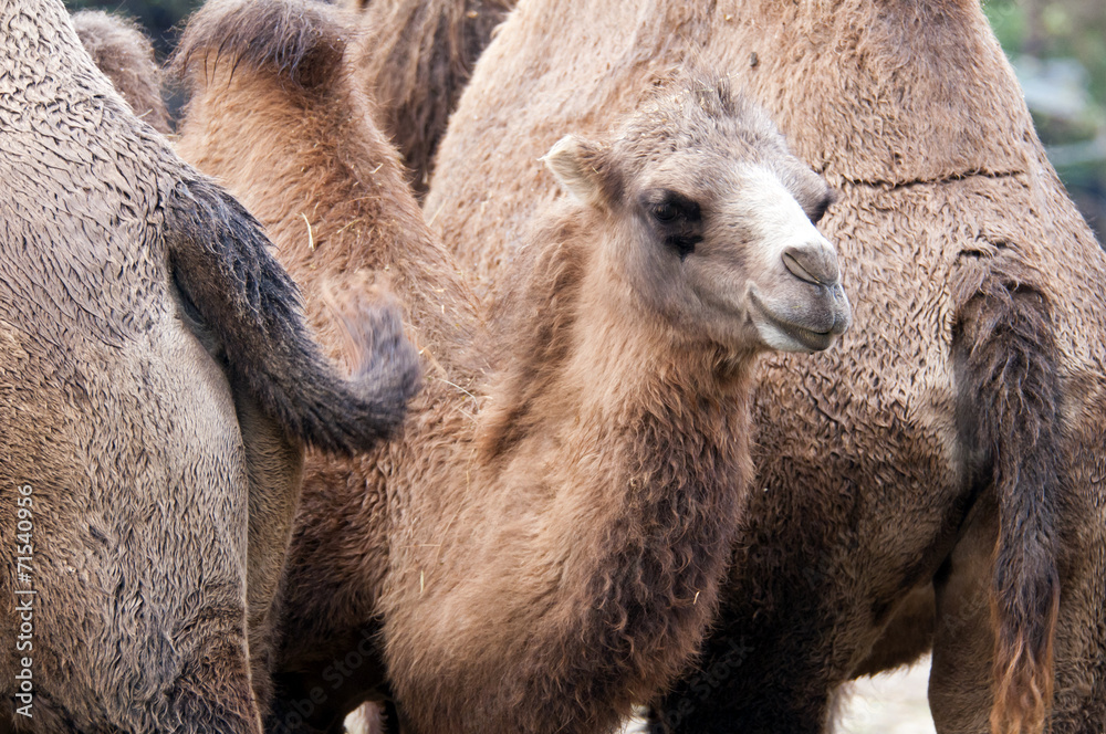 Bactrian camel