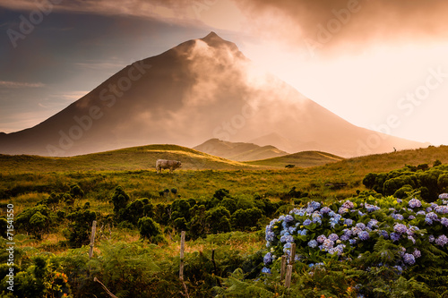 Huge bull in front of volcano Pico-Azores photo