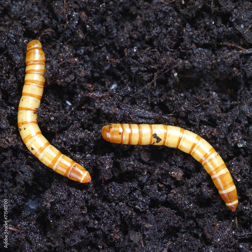 Ampedus larva