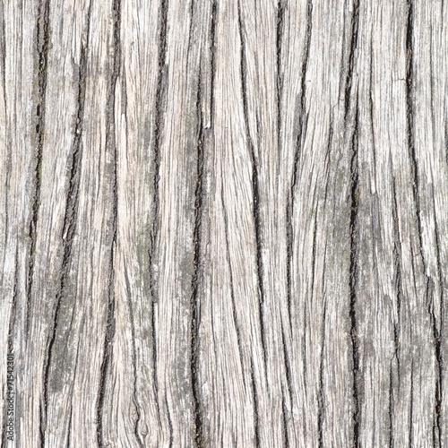 Close - up bark of tree texture and background © torsakarin