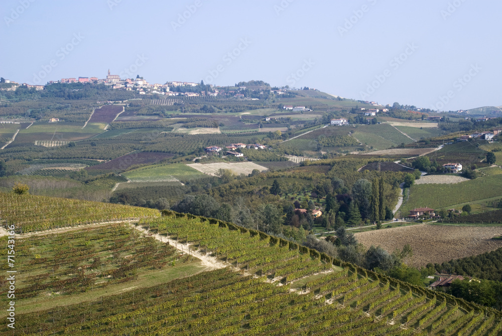 Vineyards on the hills of Langhe in Piedmont, Italy