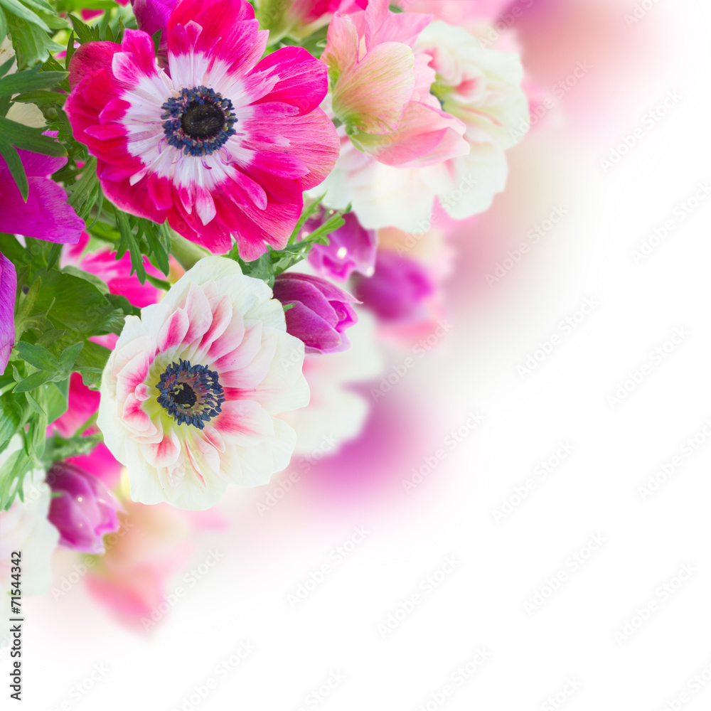 bunch of anemone flowers bunch of anemone flowers