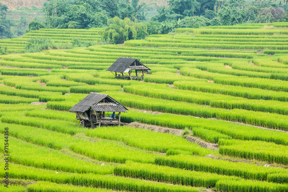 rice terraces in chiangmai Thailand