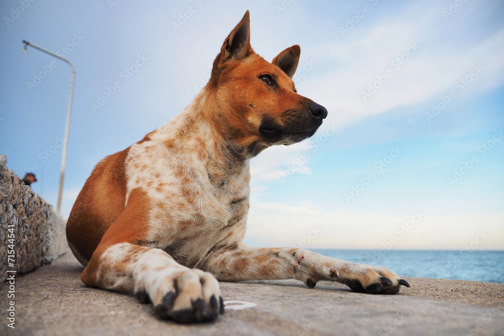 homeless dog homeless dog