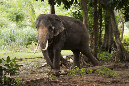 Elephant in Thailand