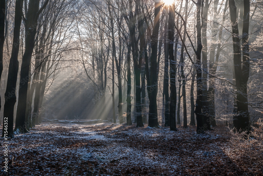 Icy morningsun through the leafs of National Park the Veluwe