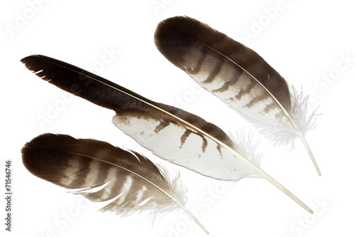 Buzzard eagle feather isolated on white