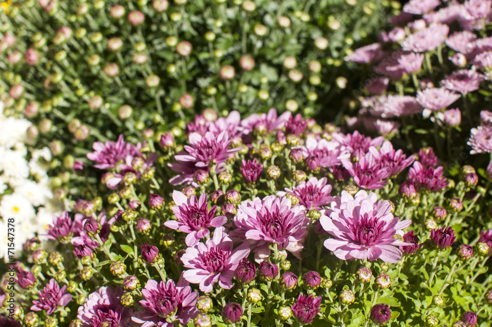 Purple chrysanthemums closeup as background to sunlight