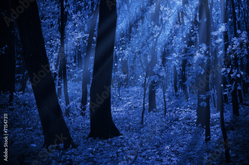 Fotografia Forest on moonlit night