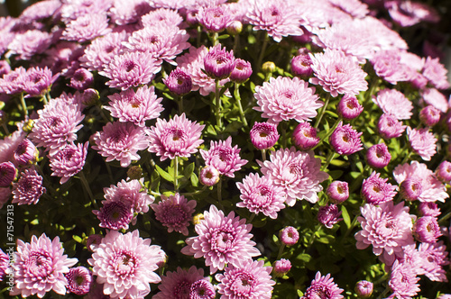 Purple chrysanthemums closeup as background to sunlight