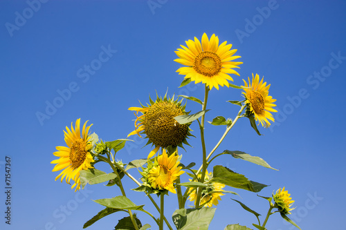 The bouquet of sunflower
