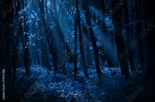Obraz na płótnie Forest on moonlit night
