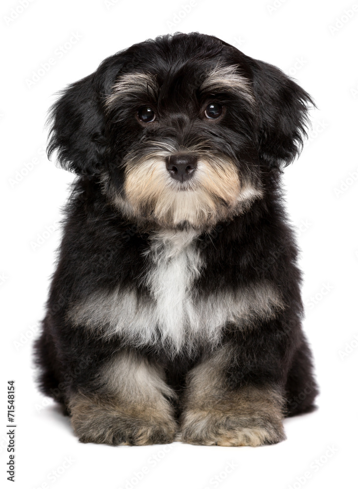 Beautiful cute little havanese puppy is sitting frontal Beautiful cute little havanese puppy is sitting frontal