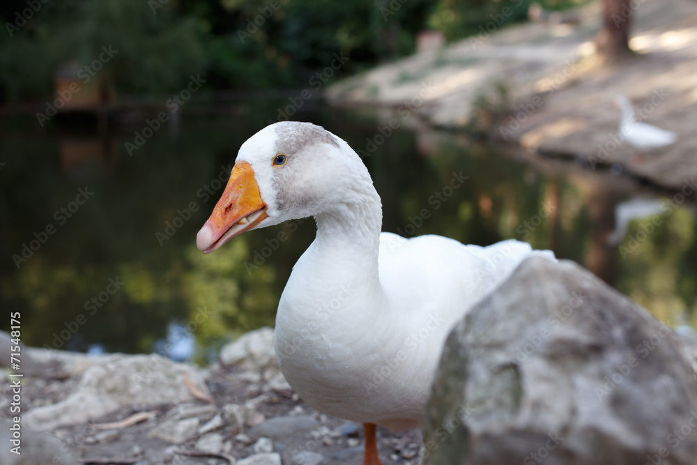 white goose