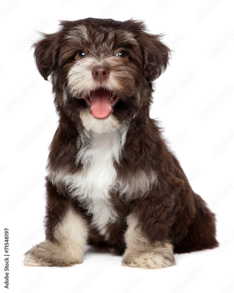 Funny laughing chocholate havanese puppy dog