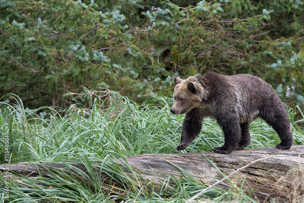 Fototapeta premium Bear on tree