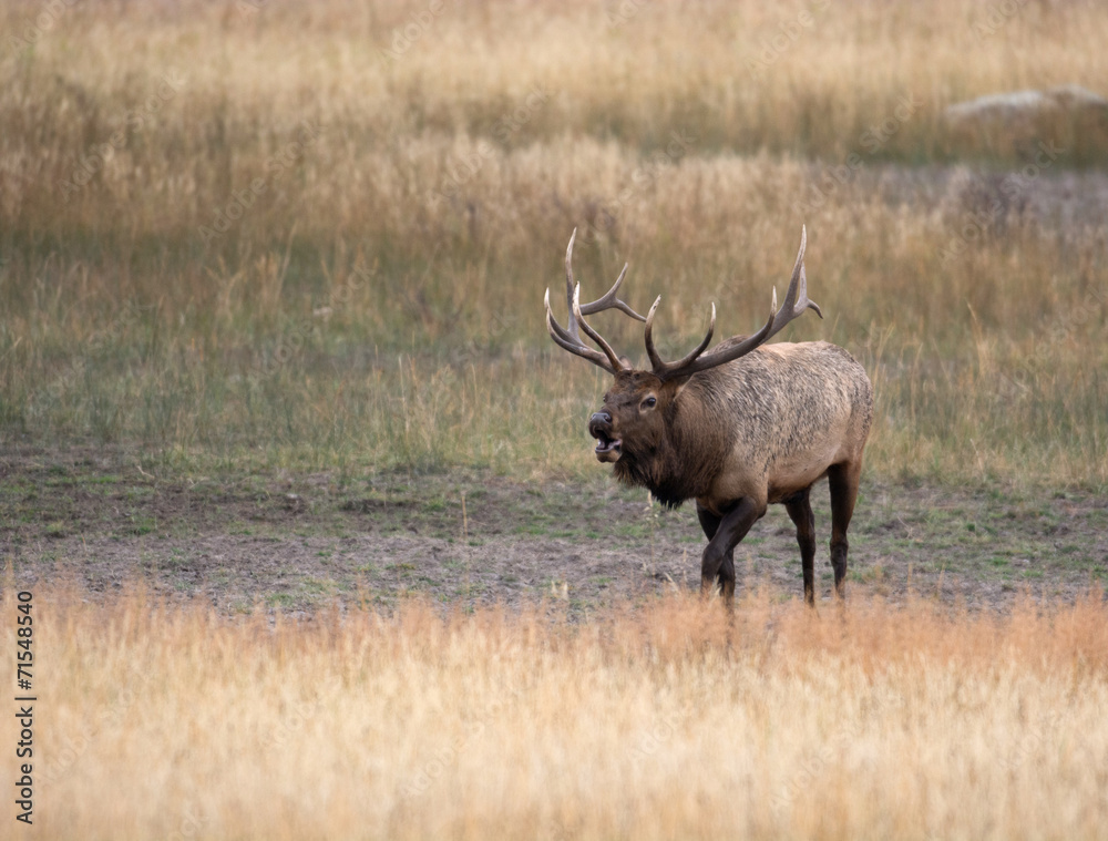North American elk North American elk