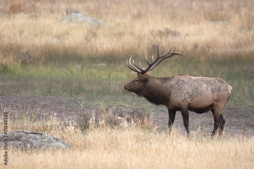 North American elk