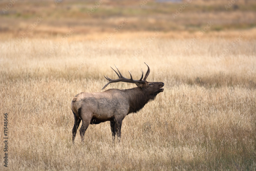 North American elk North American elk