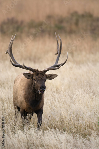 North American elk