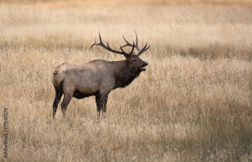 Wallpaper Mural North American elk Torontodigital.ca