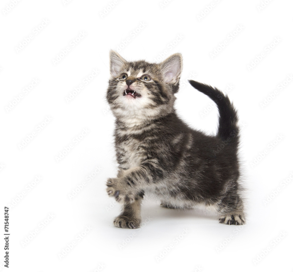 Obraz premium Cute tabby kitten