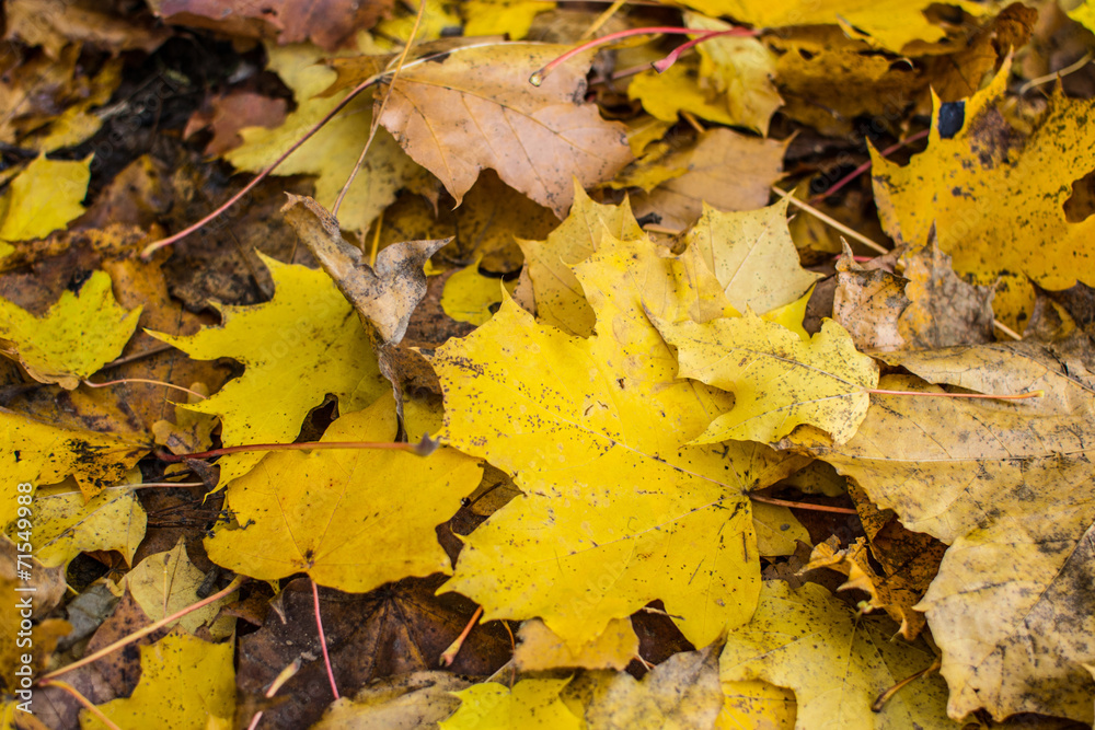 autumn leaves