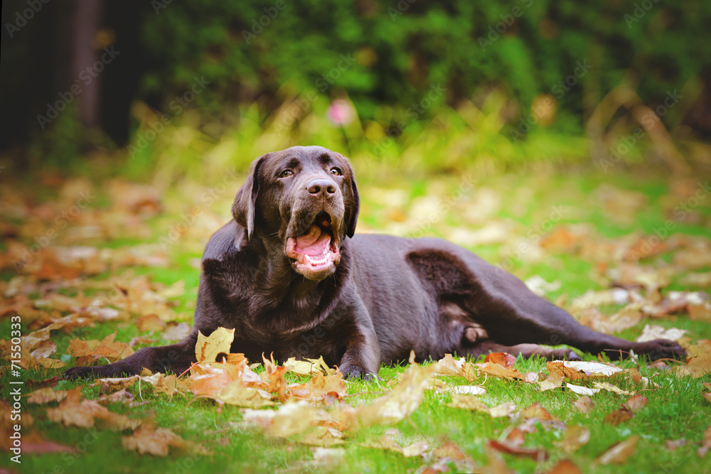 funny labrador retriever puppy with open mouth funny labrador retriever puppy with open mouth