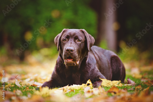 young chocolate labrador retriever autumn portrait