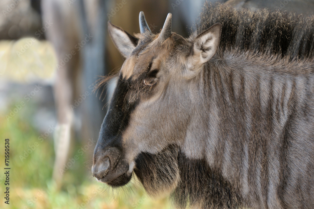 Obraz premium Blue Wildebeest calf
