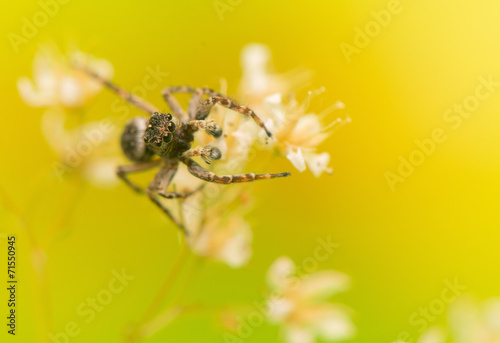 Jumping spider © Gucio_55
