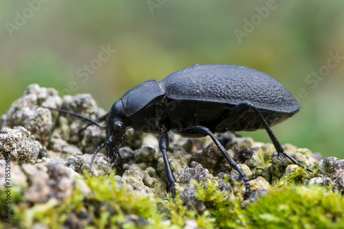 Carabus coriaceus