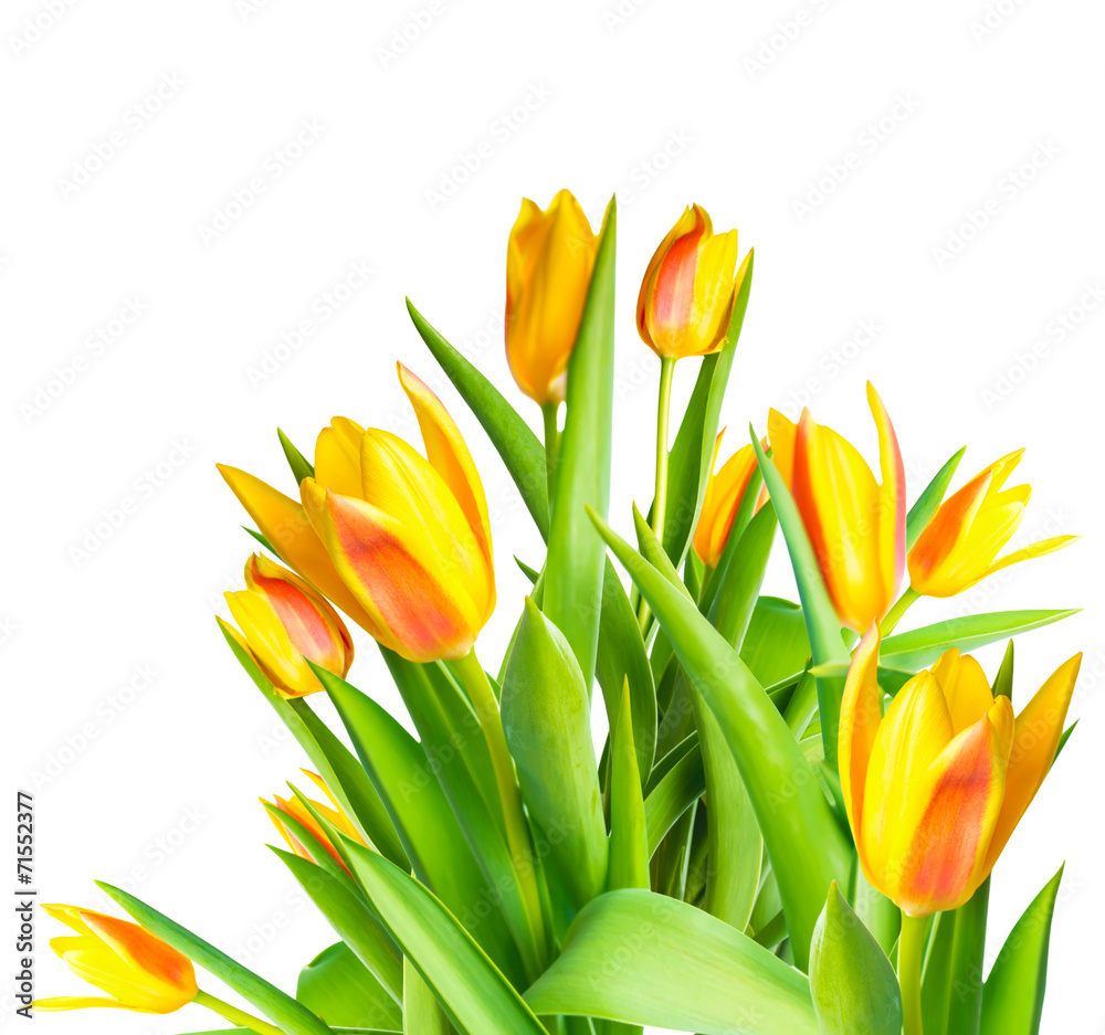 blossoming bunch spring yellow Tulips flower colorful is isolate blossoming bunch spring yellow Tulips flower colorful is isolate