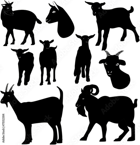 Goats