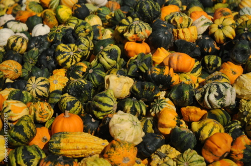 Devorative Gourd photo