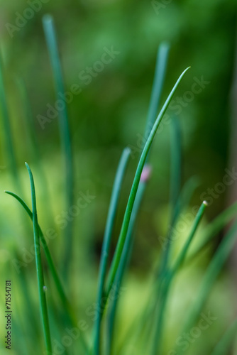 Chive growing on Home Orchard. Asian Cuisine.