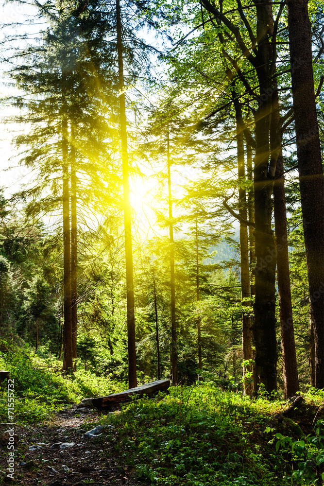 Obraz premium Green forest with sunrays