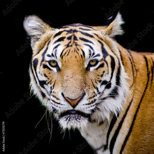 Tiger  portrait of a bengal tiger.